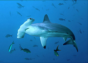 Requin marteau
